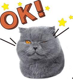 娱乐吃瓜君猫咪,揭秘娱乐圈的萌宠生活